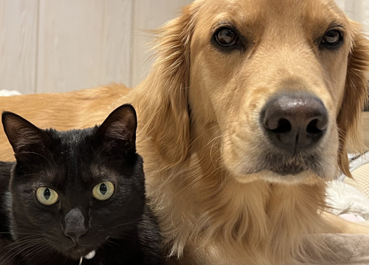 ハウステック：軟水器アクアソフト：ペットに優しい